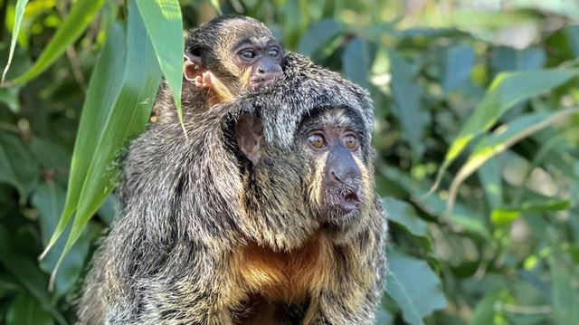 Monkeys at Chessington World of Adventures